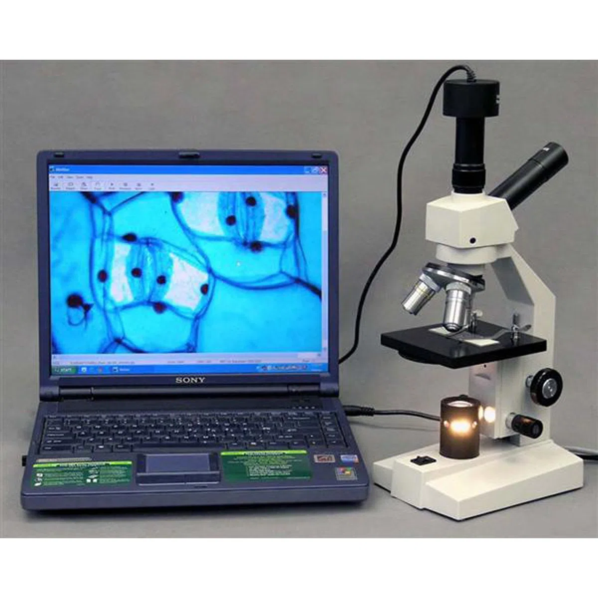 AmScope D120-ms 40 x -1000 X Dual-View composé microscope avec Stage mécanique